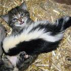 Cat Vs. Skunk
