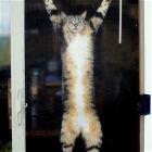Cat Wants Out