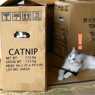 Catnip