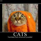 Cats