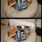 Cats