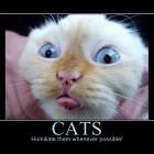 Cats