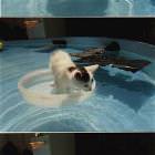 Cats Fishing Boat