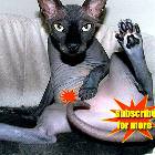 Cats Gone Wild1