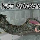 Cats Love Water
