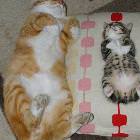 Cats On Backs