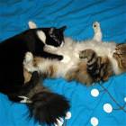 Cats Watch Too Much Tv