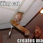 Ceiling Cat Creates