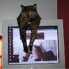 Censor Cat