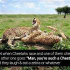 Cheetahs Race