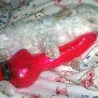 Chew Toy