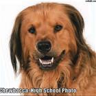 Chewbacca