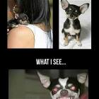 Chihuahuas