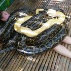 Chillin With Snakes