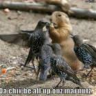 Chix On Ma Nuts