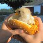 Chix Sandwich