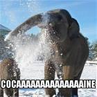 Cocaaaaaaaine