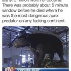 Cocaine Bear