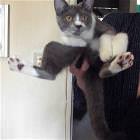 Comfy Kittah