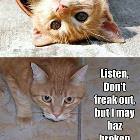 Compilation Cat