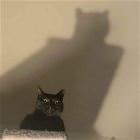 Cool Animals 115