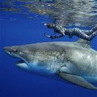 Cool Animals 118