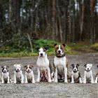 Cool Animals 120