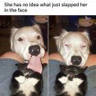 Cool Animals 130