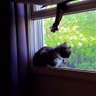 Cool Animals 131
