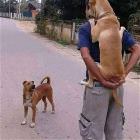 Cool Animals 133