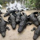Cool Animals 135
