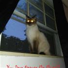 Cool Animals 136