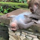 Cool Animals 137