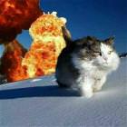 Cool Animals 76
