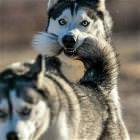 Cool Animals 79