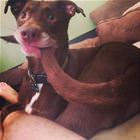 Cool Animals 80