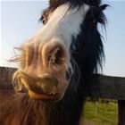Cool Animals 81