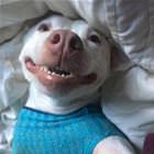 Cool Animals 82