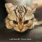 Cool Animals Picdump 10