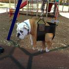 Cool Animals Picdump 11