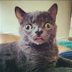 Cool Animals Picdump 15