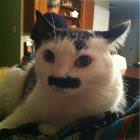 Cool Animals Picdump 16