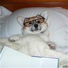 Cool Animals Picdump 18