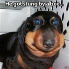 Cool Animals Picdump 23