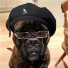 Cool Animals Picdump 26