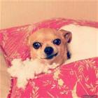Cool Animals Picdump 27