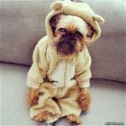 Cool Animals Picdump 36
