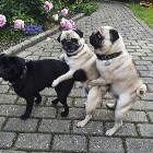Cool Animals Picdump 37