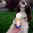 Cool Animals Picdump 4