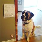 Cool Animals Picdump 51